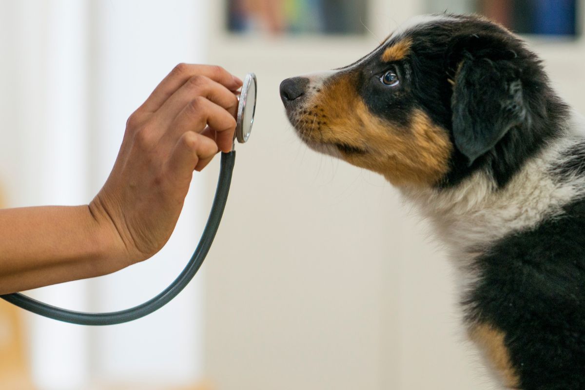 a dog looking at a stethoscope