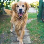 Caring for Pets: Advice for Keeping Your Pet Healthy