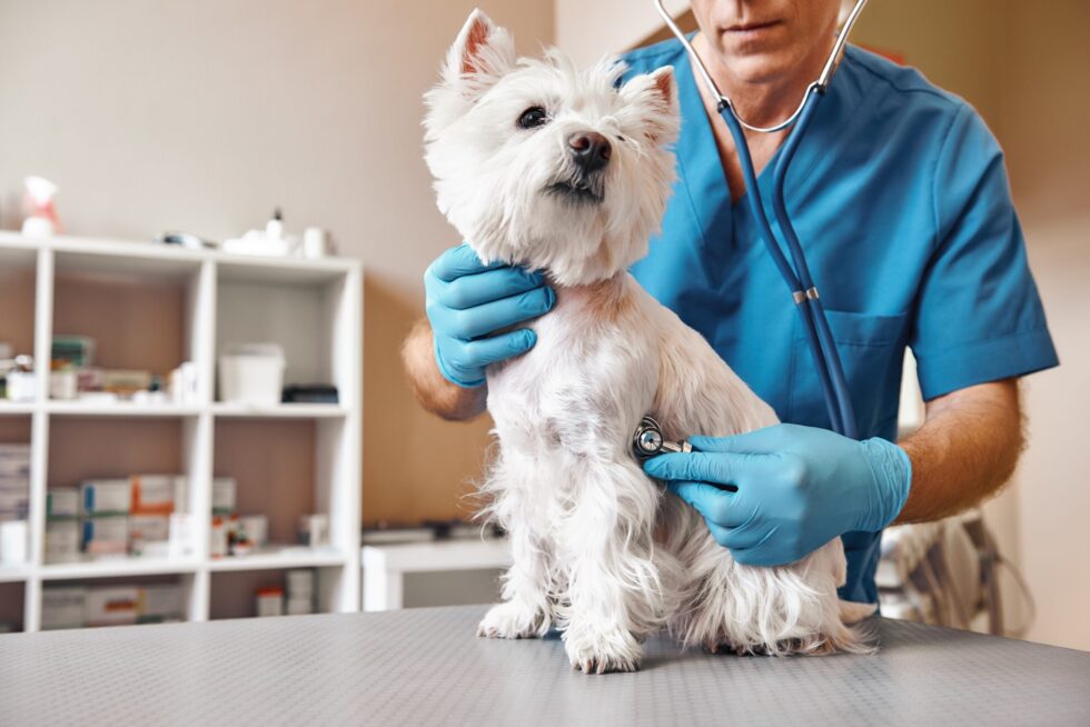 The Benefits of Regular Pet Check-Ups