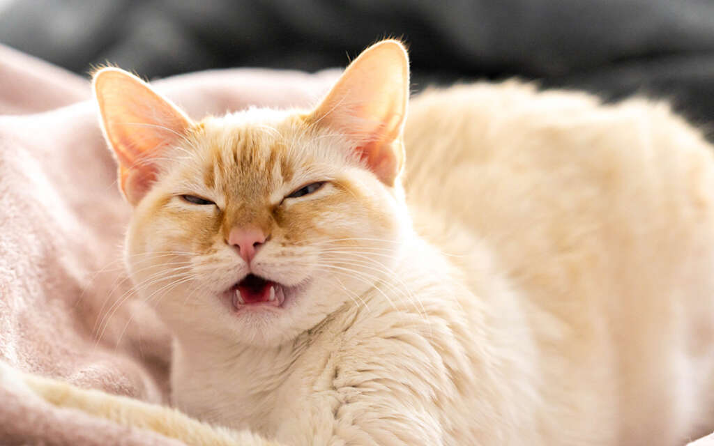 sneezing cat