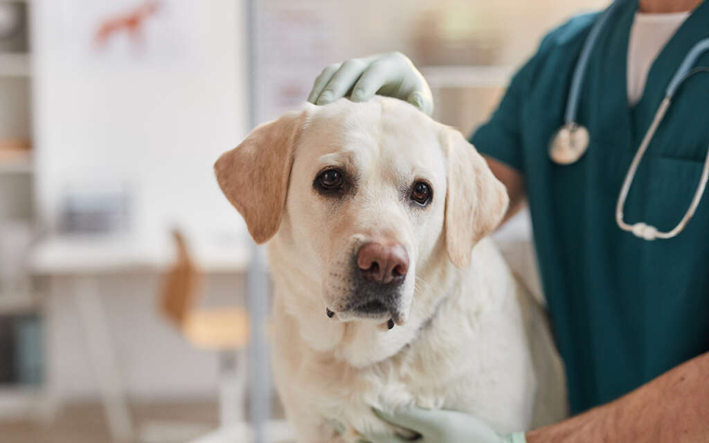 a yellow lab at the vet