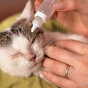 How To Treat Eye Infections in Kittens