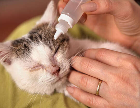 How To Treat Eye Infections in Kittens