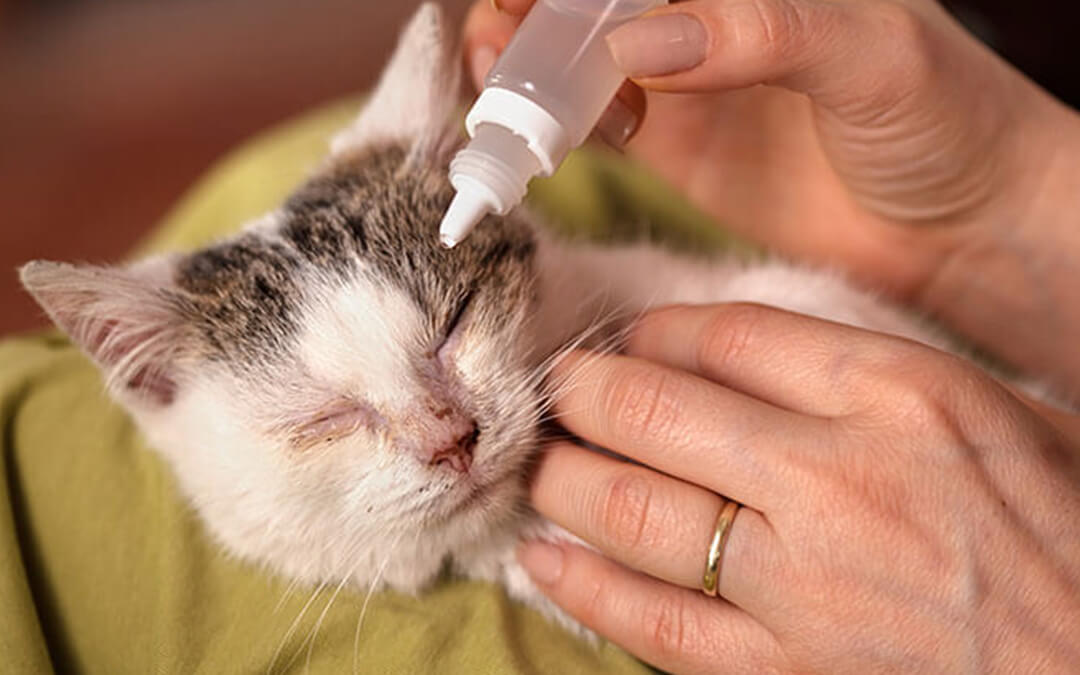 How To Treat Eye Infections in Kittens