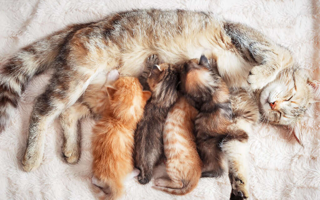 a mother cat nursing her kittens