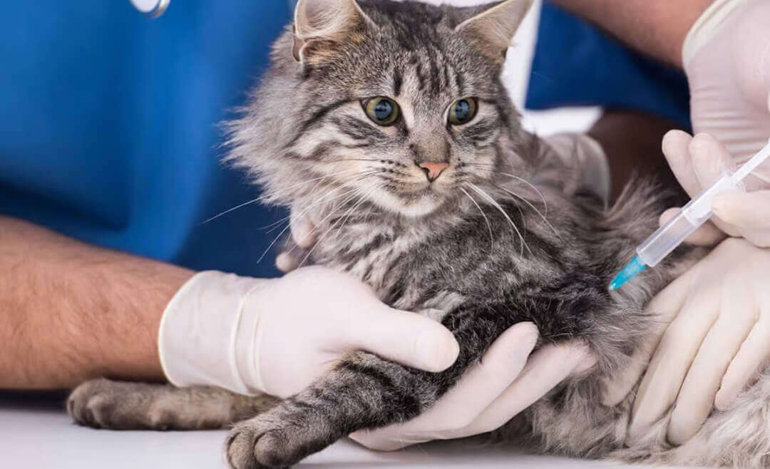 What is the FVRCP Cat Vaccine?