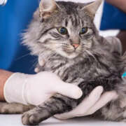 What is the FVRCP Cat Vaccine?