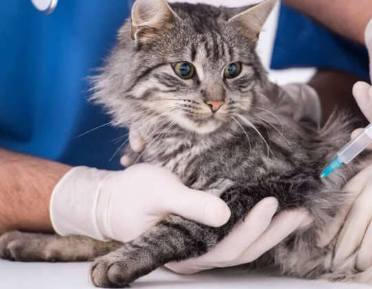 What is the FVRCP Cat Vaccine?