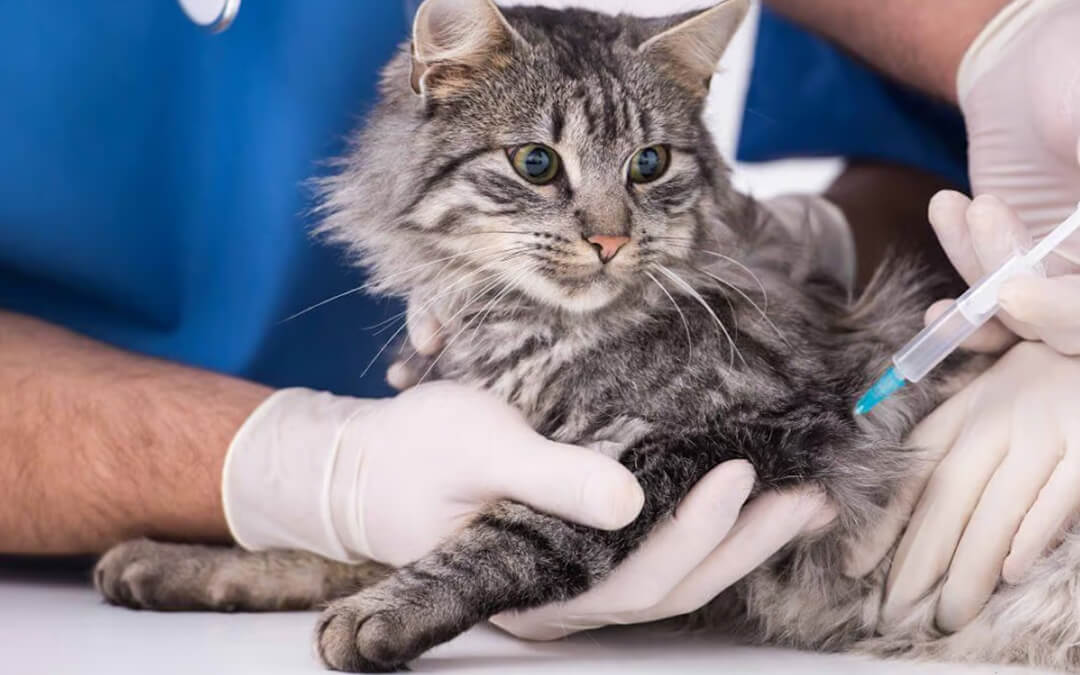 What is the FVRCP Cat Vaccine?