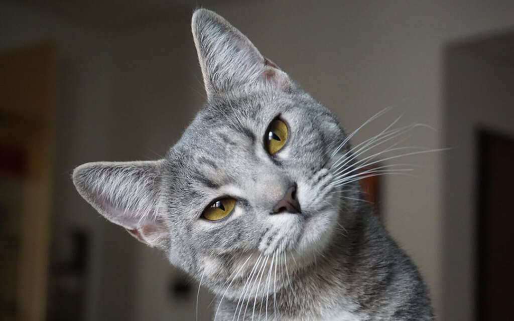 Grey cat