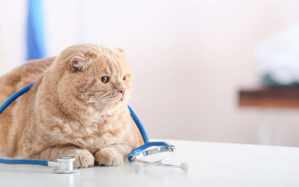 cat at vet