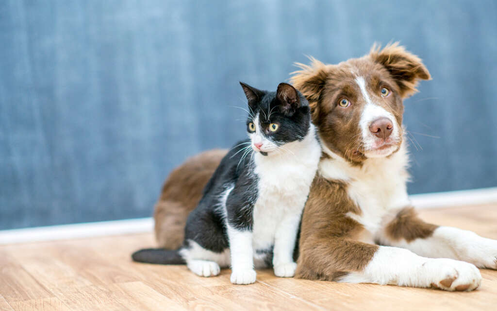 a black and white cat with a brown and white dog