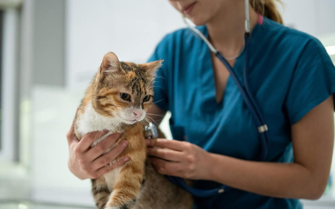 Heart Murmur in Cats: Everything You Should Know