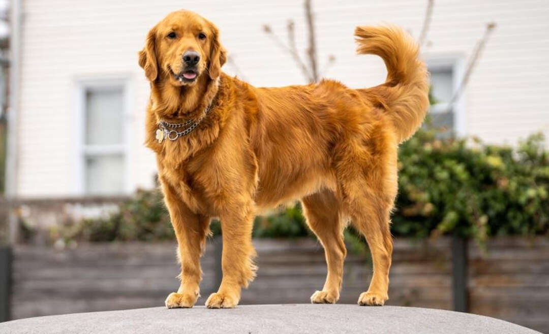 When Do Dogs Stop Growing? The 4 Stages for Every Breed