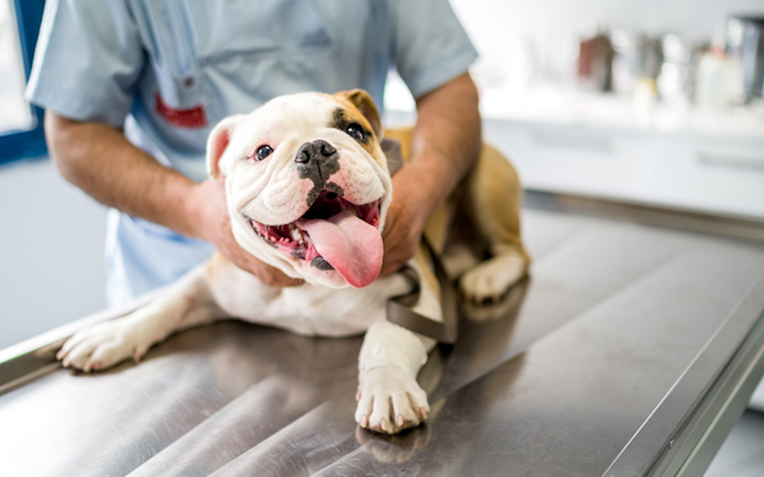 Upload Understanding Diarrhea in Dogs: Causes, Prevention, and When to Seek Help