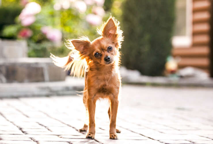 Small Dog Breeds: Perfect Companions for Families and Children