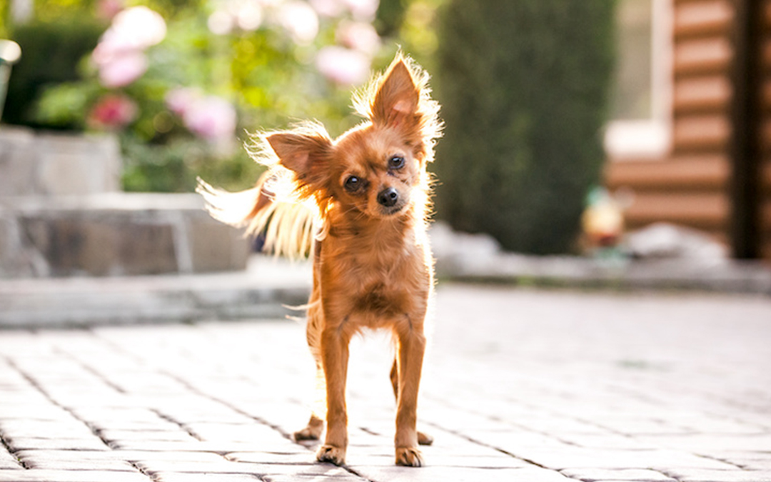 Small Dog Breeds: Perfect Companions for Families and Children