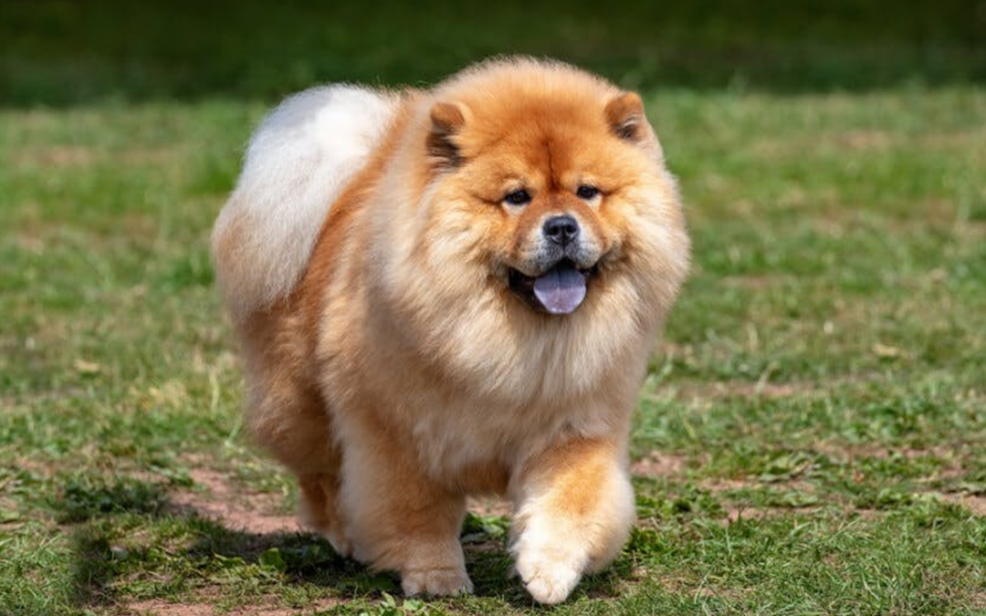 The Top 11 Best Big Fluffy Dog Breeds: Your Guide to Cuddly Companions