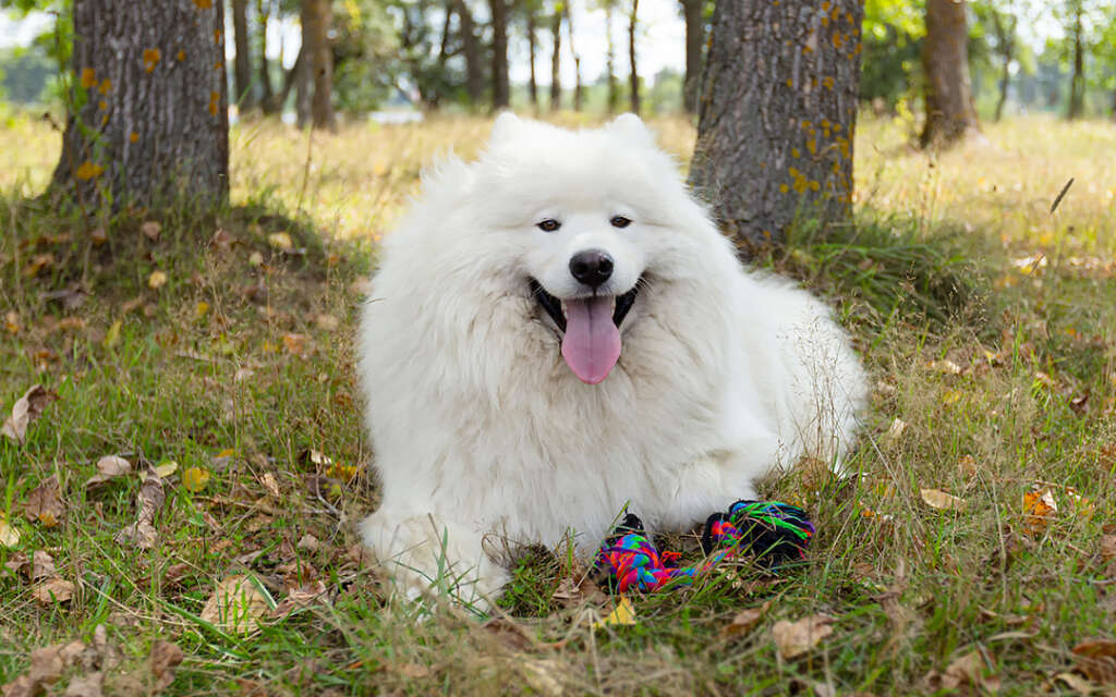 a big white fluffy dog