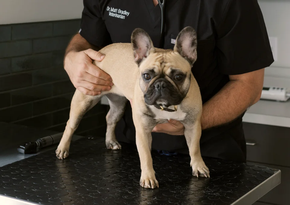 A veterinarian gently holding a tan French Bulldog on an examination table during a routine checkup