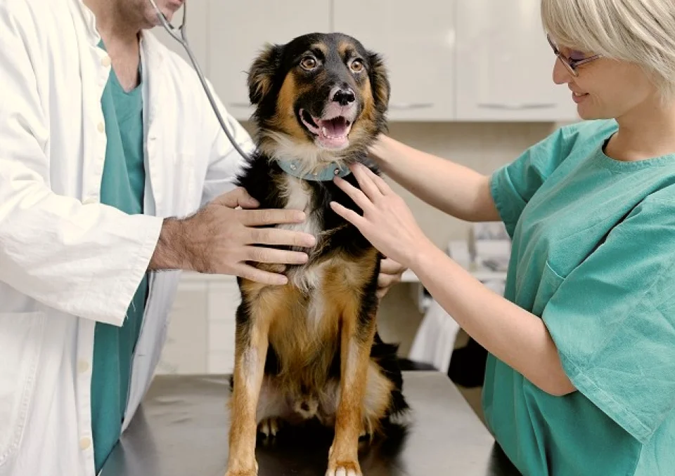 Two veterinarians examining a happy black and brown dog on a clinic table, with a stethoscope being used to check the dog's health