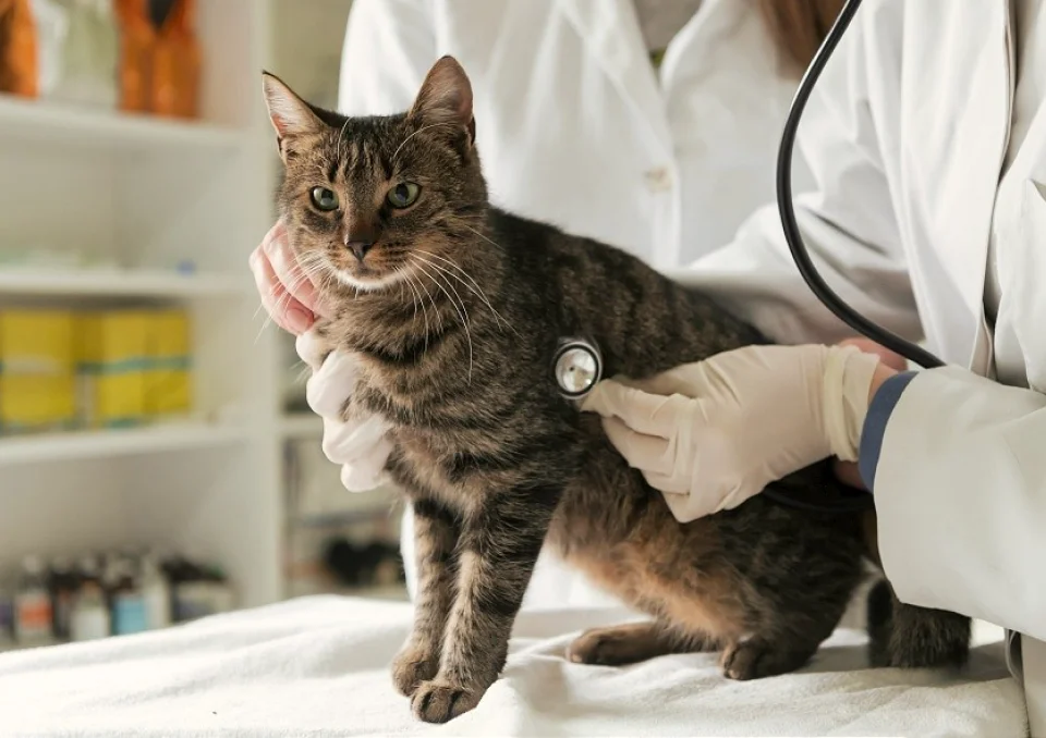 A tabby cat being examined by a veterinarian using a stethoscope, with the cat standing calmly on an examination table