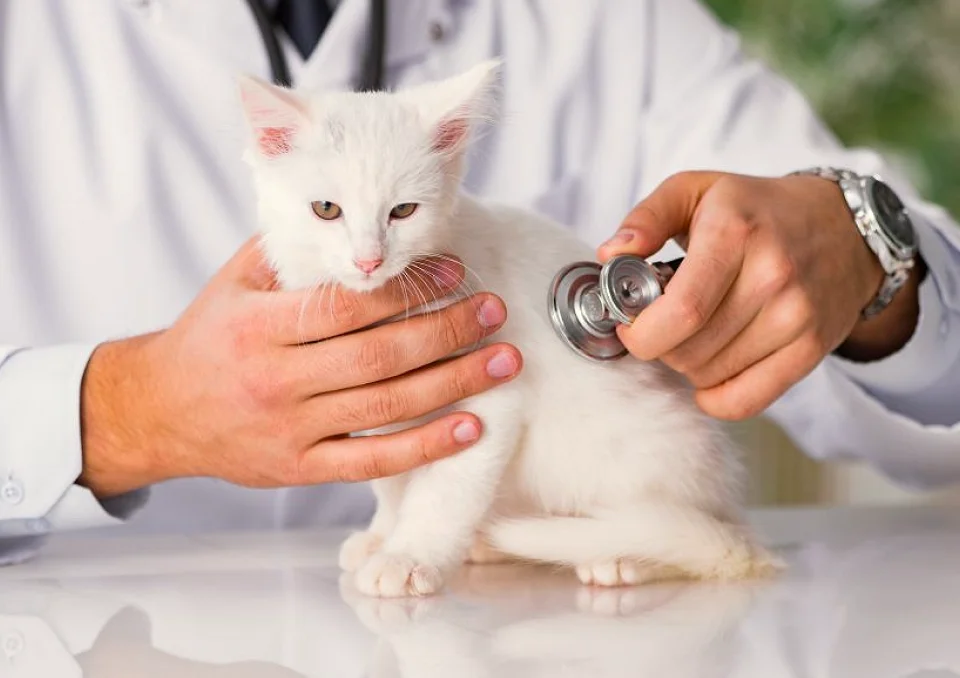 A small white kitten being examined with a stethoscope by a veterinarian, the kitten appears curious but calm