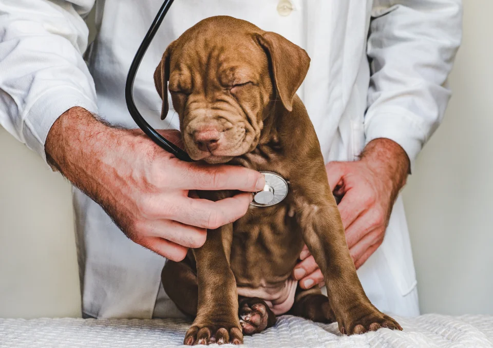 A brown puppy being examined by a veterinarian using a stethoscope, with the puppy sitting on a table, looking relaxed