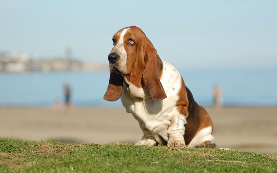 9 Best Low-Energy Dog Breeds