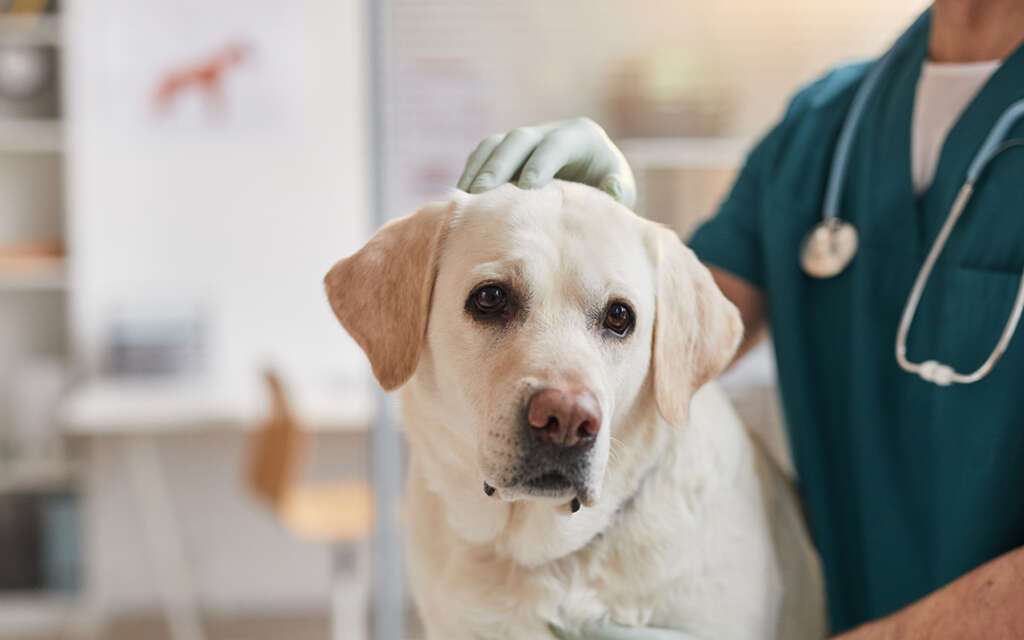 a veterinarian examining a dog