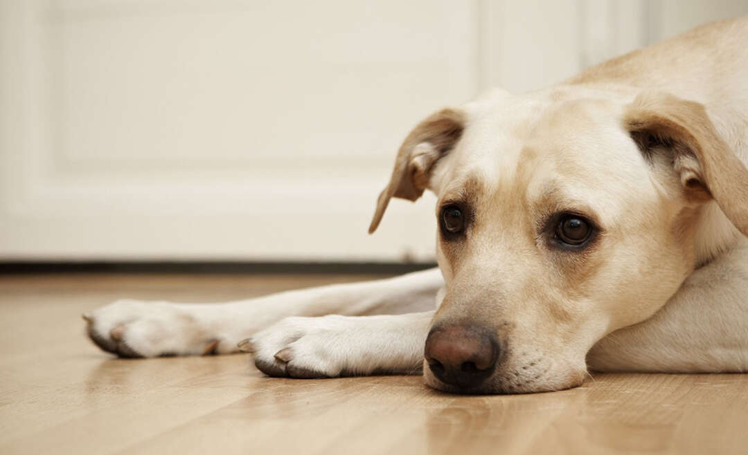 4 Reasons There Is Blood In Your Dog’s Stool