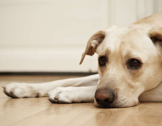 4 Reasons There Is Blood In Your Dog’s Stool