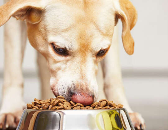 How To Stop Food Aggression In Your Dog