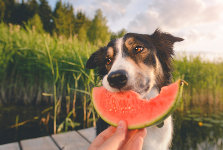 Fruits Dogs Can Eat: Safe and Healthy Options for Your Pup