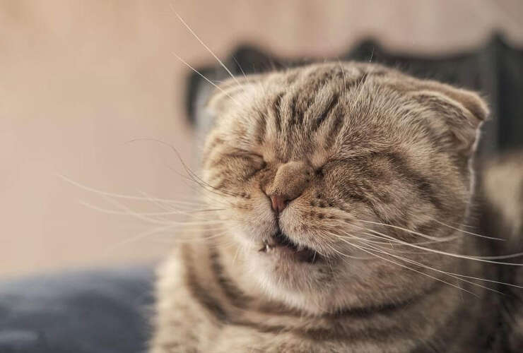 Cat Wheezing: Causes, Symptoms, and When to See a Vet