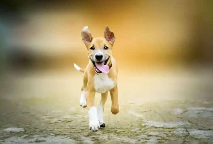 ACL Surgery for Dogs: Recovery, Costs, and What to Expect
