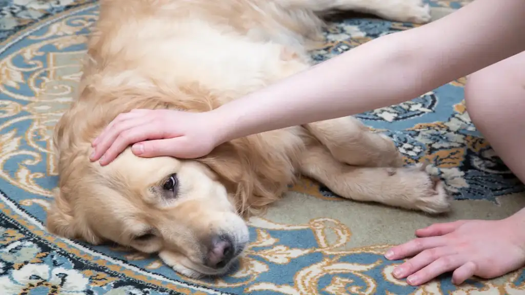 understanding shaking in dogs
