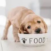 What Is the Best Dog Food? How to Choose the Right Diet for Your Pet