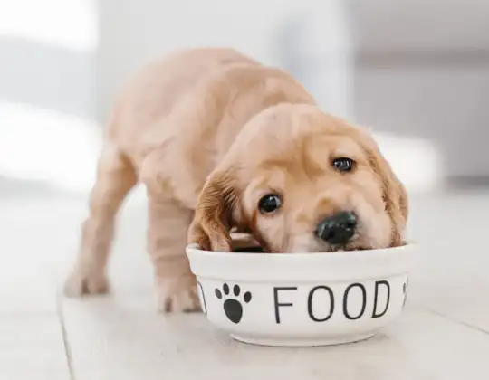 What Is the Best Dog Food? How to Choose the Right Diet for Your Pet