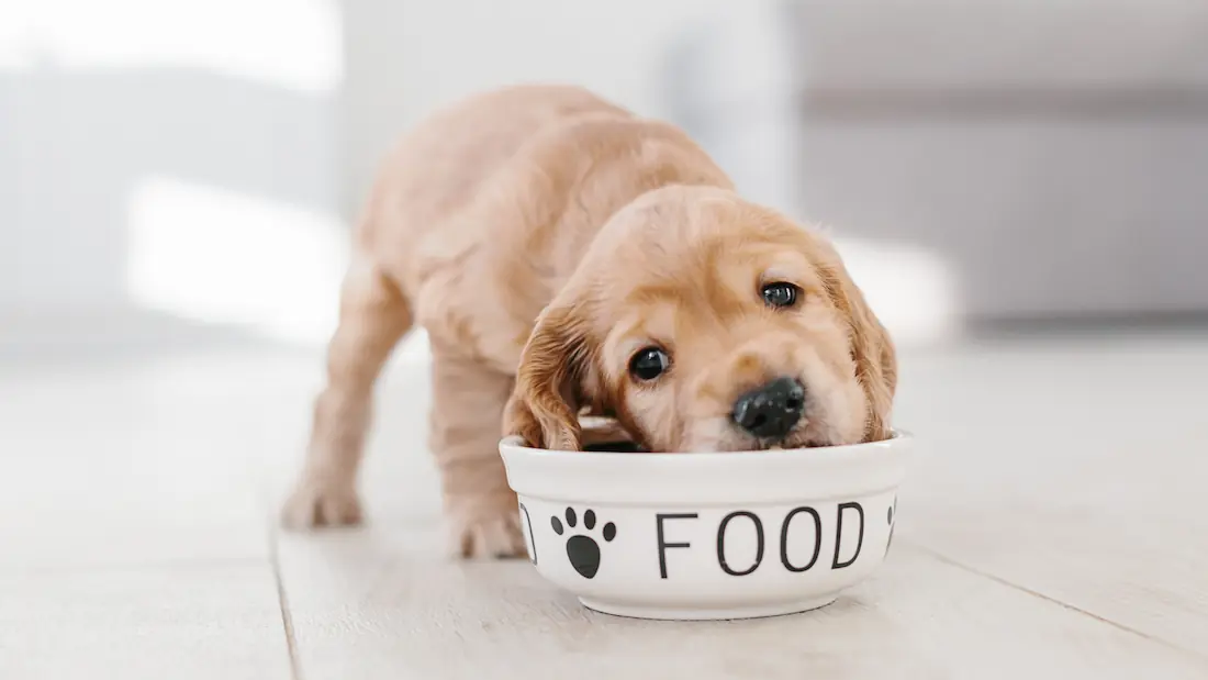 What Is the Best Dog Food? How to Choose the Right Diet for Your Pet