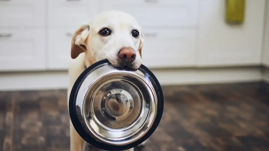 dog holding food bowl