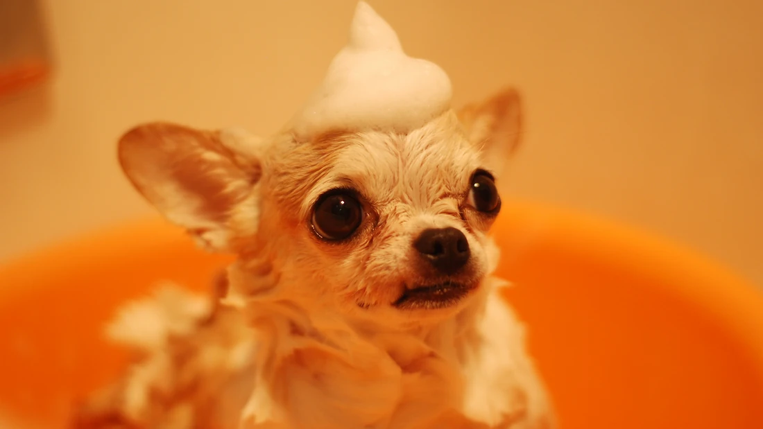 Why Is My Dog Shaking? Causes, Symptoms, and When to Worry