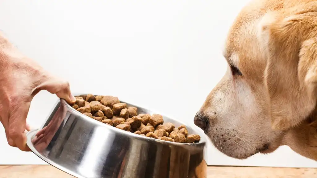 dog smelling food bowl