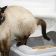 Diarrhea in Cats: Causes and How to Treat It