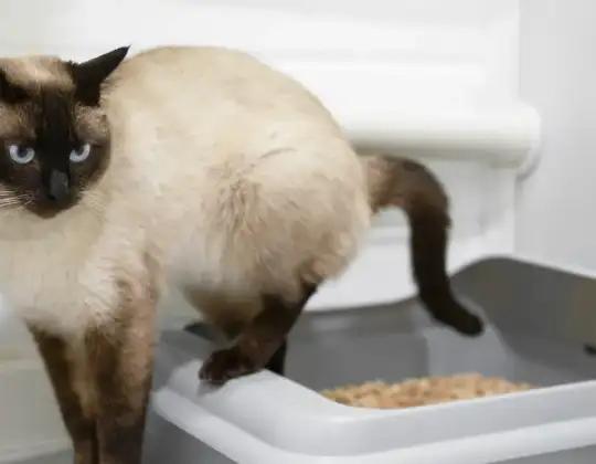 Diarrhea in Cats: Causes and How to Treat It