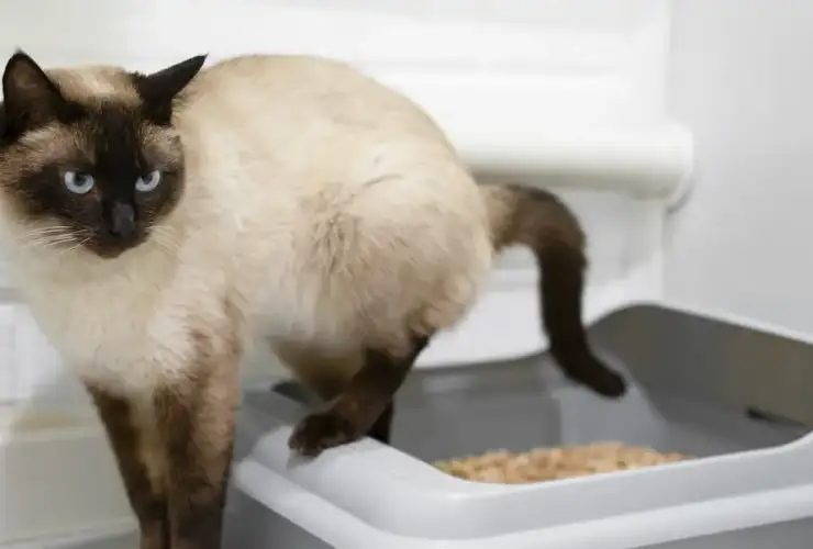 Diarrhea in Cats: Causes and How to Treat It