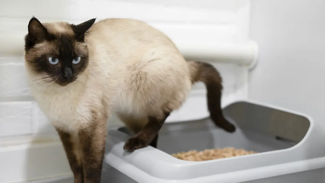 Diarrhea in Cats: Causes and How to Treat It
