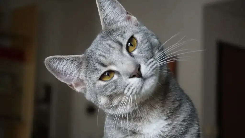 a cat looking inquisitive