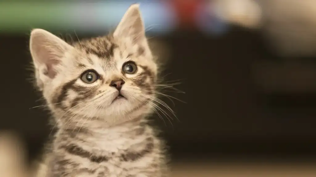 a small kitten