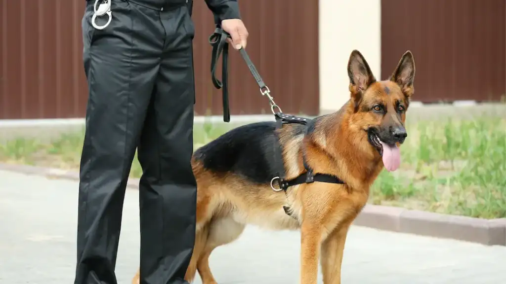 Cão Pastor Alemão com guia ao lado de policial uniformizado